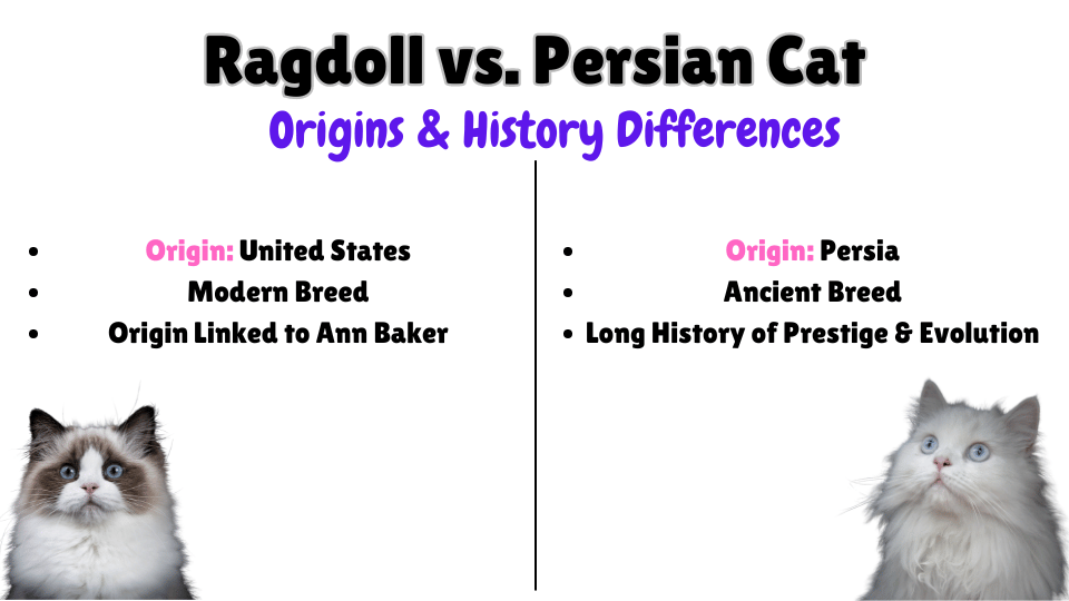 Ragdoll vs. Persian Cat origins and history key differences Visual