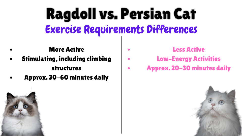 Ragdoll vs. Persian Exercise Requirements key differences Visual