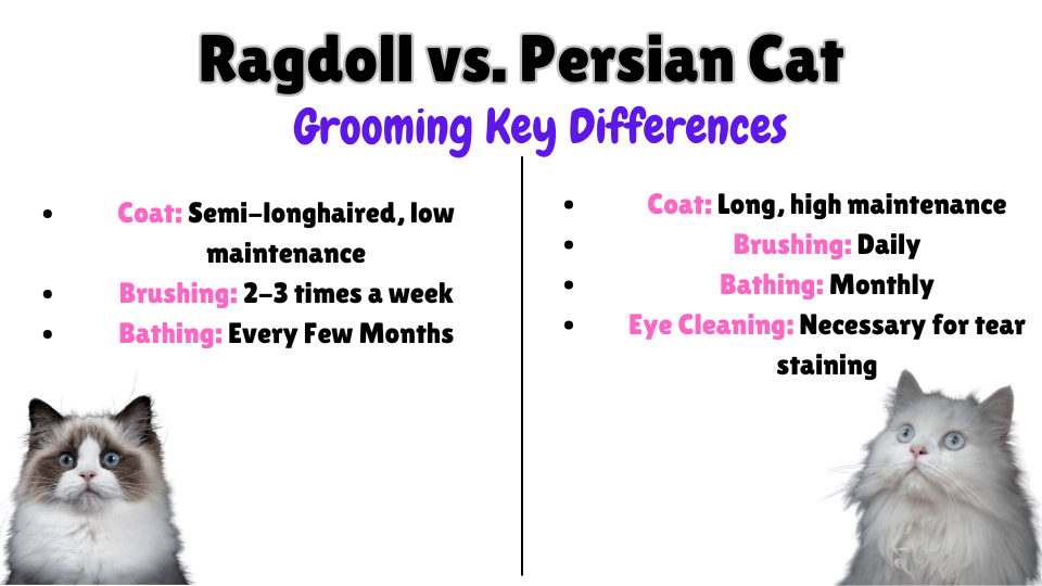 Ragdoll vs. Persian Grooming key differences Visual