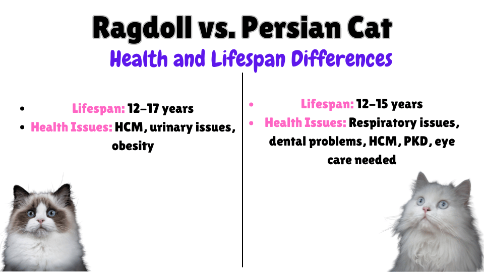 Ragdoll vs. Persian Health and Lifespan key differences Visual