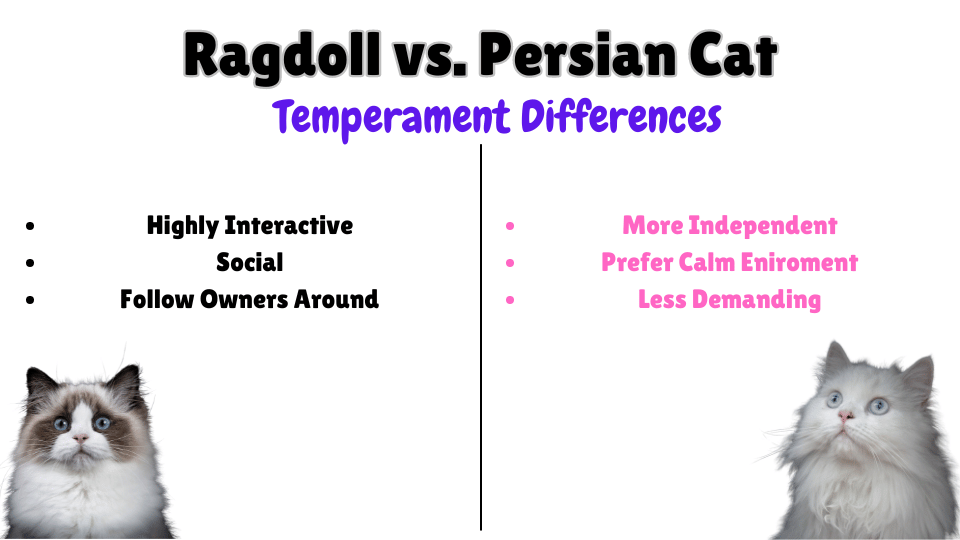 Ragdoll vs. Persian Temperament key differences Visual