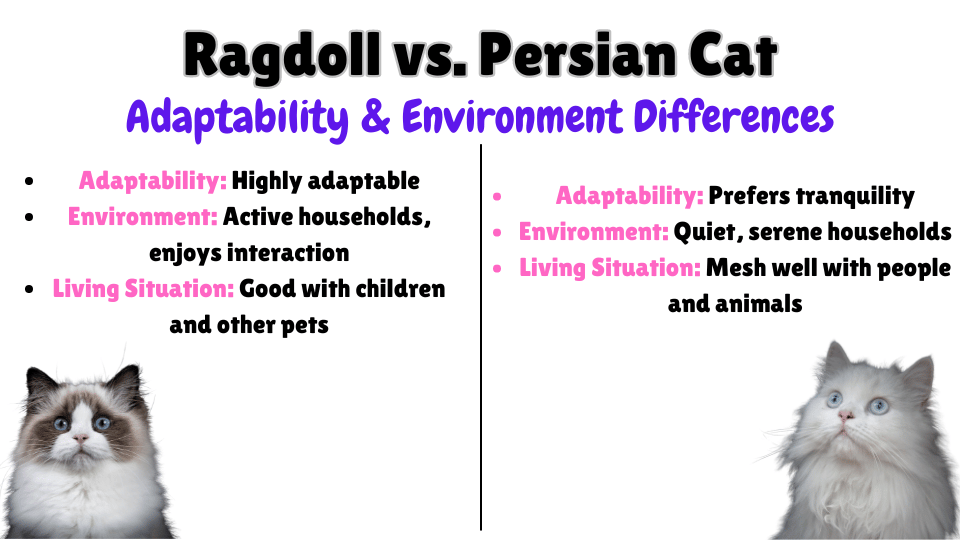 Ragdoll vs. Persian adaptability key differences Visual