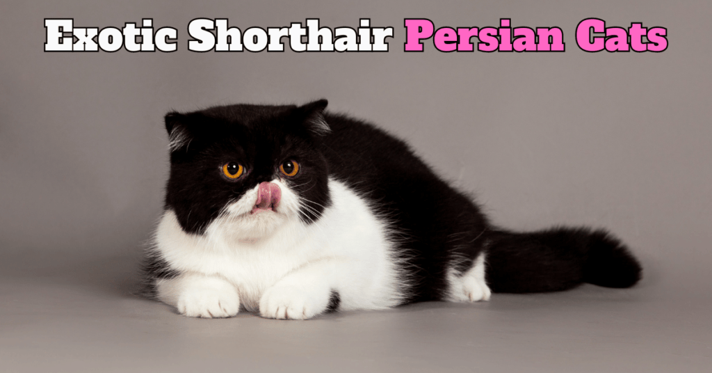 Life with Shorthair Persian Cats: Playful Moments and Endless Cuddles