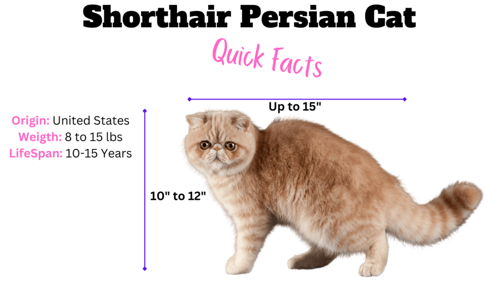 Shorthair Persian Cat Quick Facts infographic