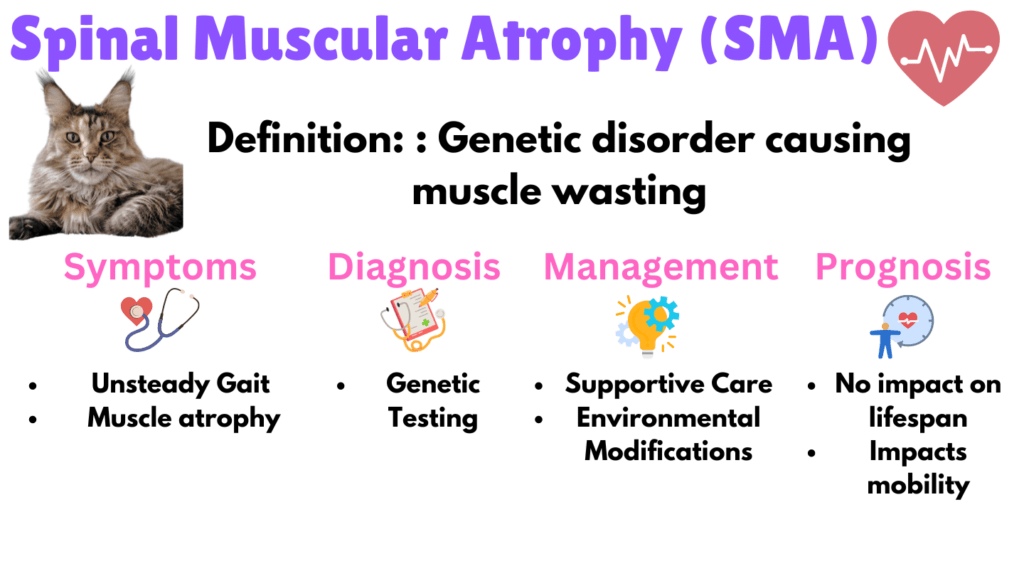 Infographic listing Spinal Muscular Atrophy as a Maine Coon health issue