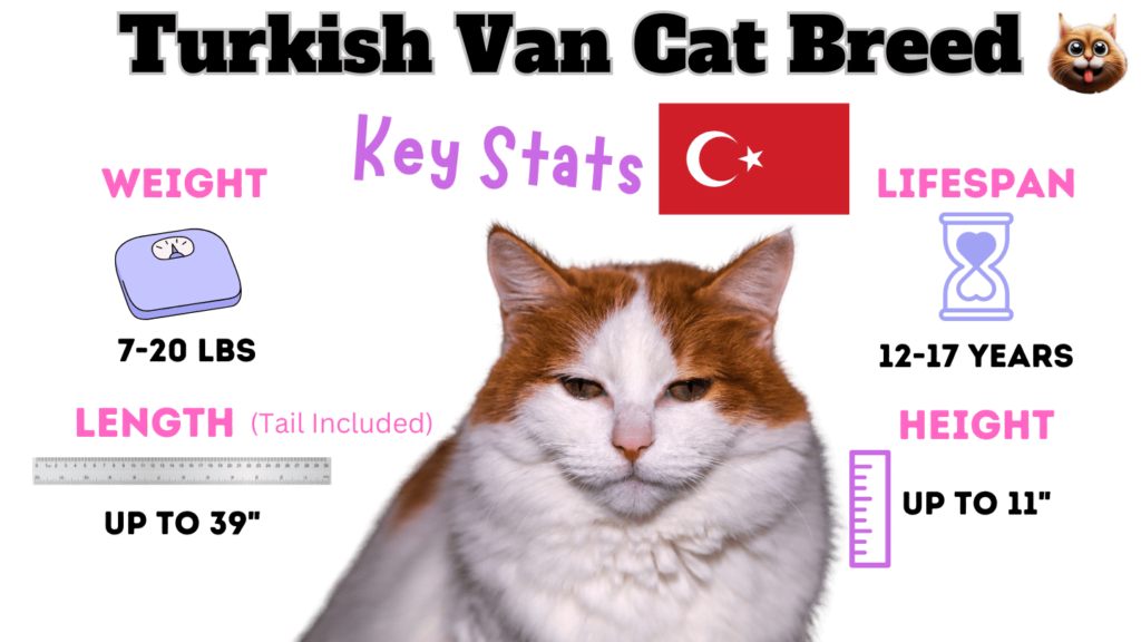 Turkish van Breed Key stats listed as one of the large cat breeds