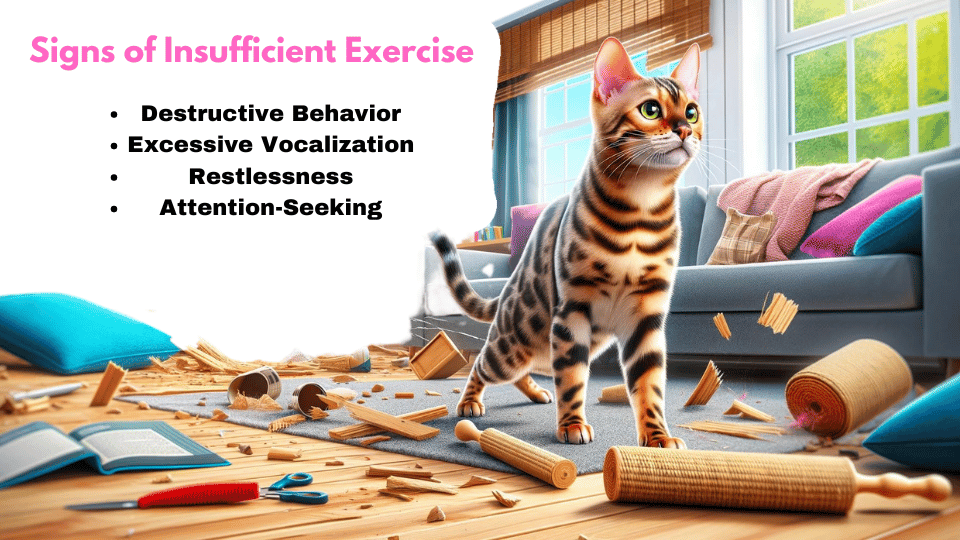 Visual Showing Bengal Cats signs of insufficient exercise