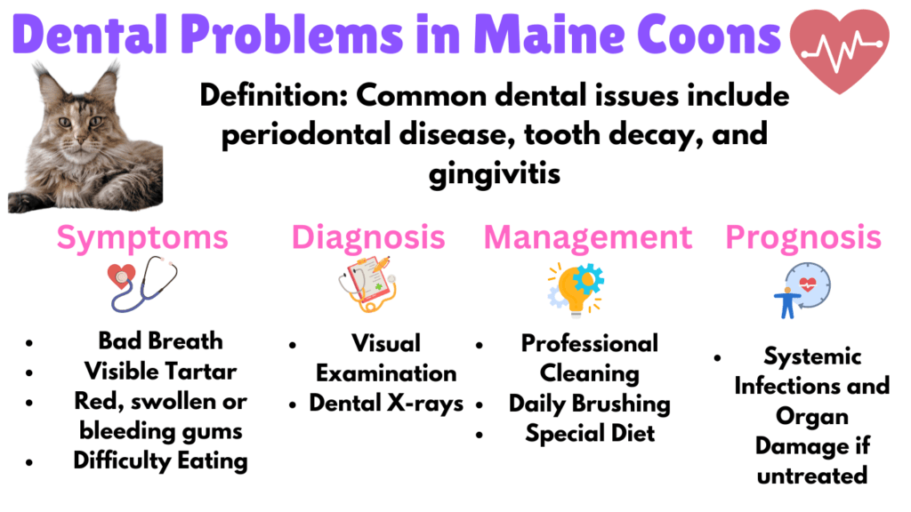 Infographic listing Dental problems as a Maine Coon health issue