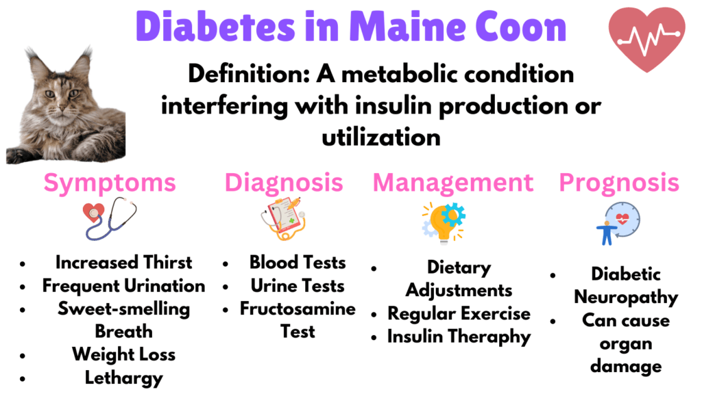 Infographic listing Diabetes as a Maine Coon health issue