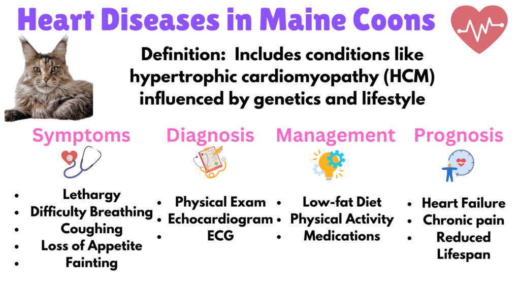 Visual Showing Heart Diseases as a lifestyle health issue for Maine Coons