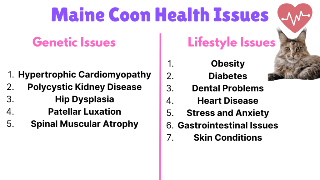 Visual Showing all Maine Coon Cat Health Issues