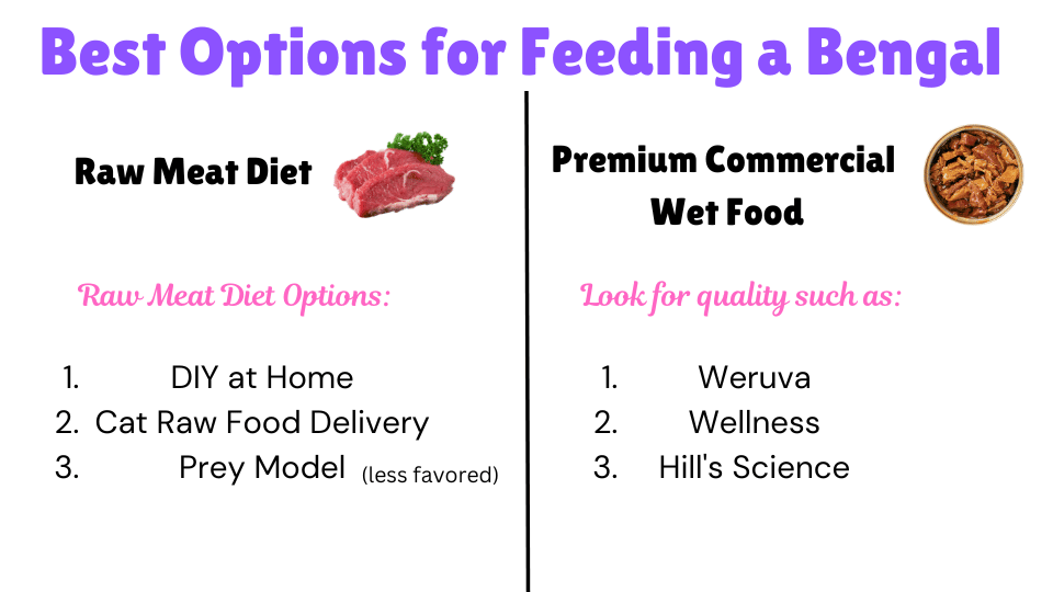 Visual Showing an overview of the best options for feeding a bengal cat