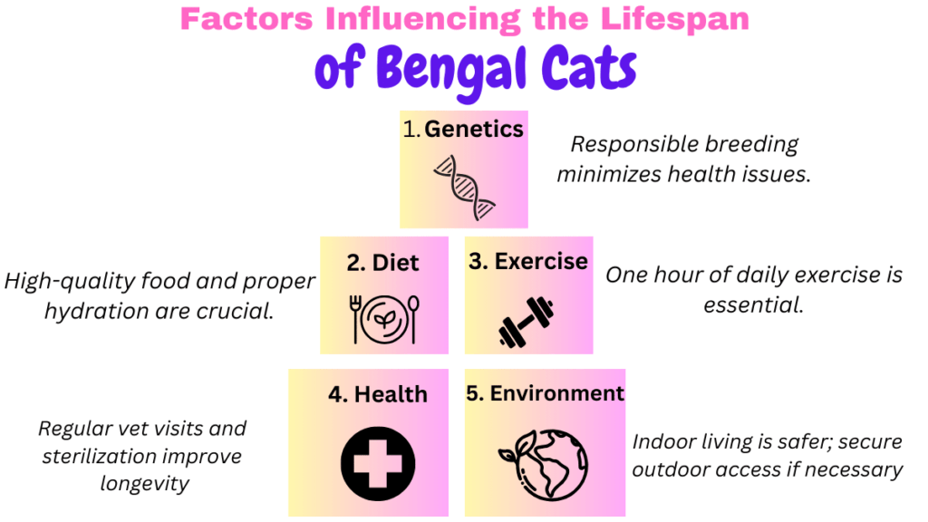 Visual Showing factors influencing the lifespan of Bengal Cats