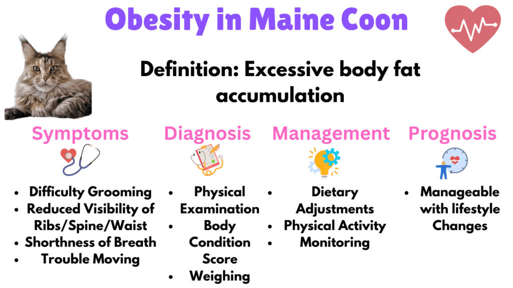 Infographic listing obesity as a Maine Coon health issue