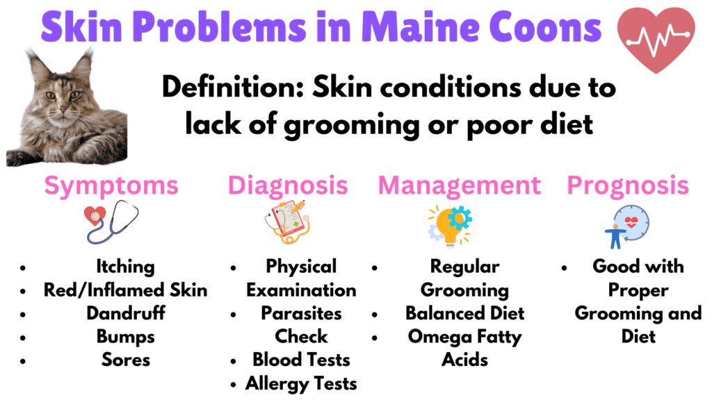 Visual Showing skin problems as a lifestyle health issue for Maine Coons