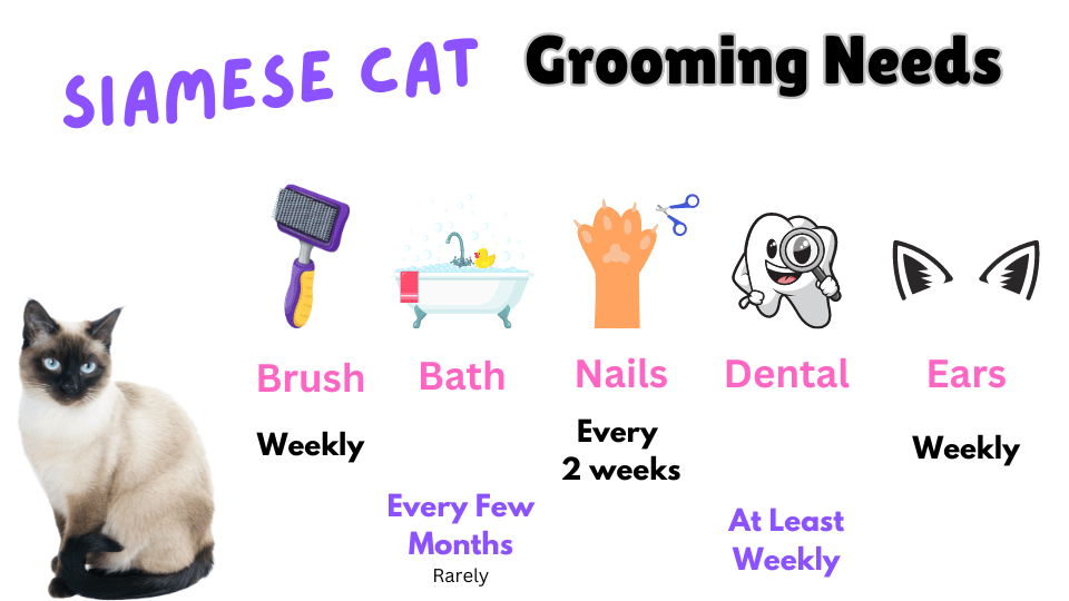 Visual Showing the grooming needs of Siamese Cats