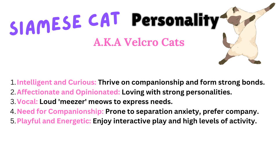 Visual-Showing-the-personality-traits that applies to all types of Siamese