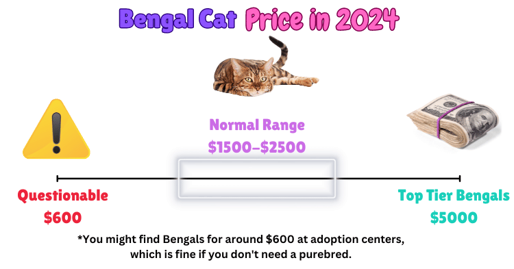 Visual showing Bengal Cat Price 2024 