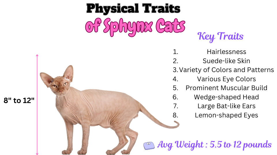 Visual showing Physical Traits of Sphynx Cats