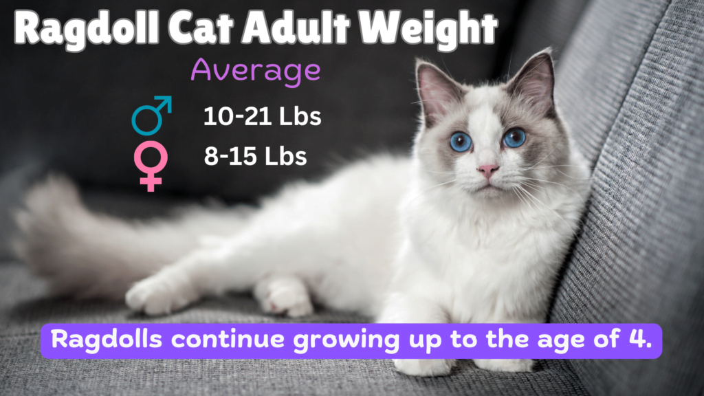 Visual showing the average weight of ragdoll cat breed and the fact that they keep growing till 4 years of age.