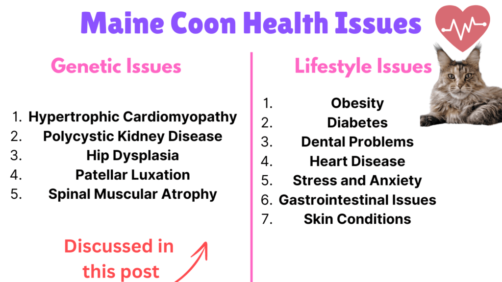 Visual showing all different types of Maine coon's Health issues with focus on genetic issues