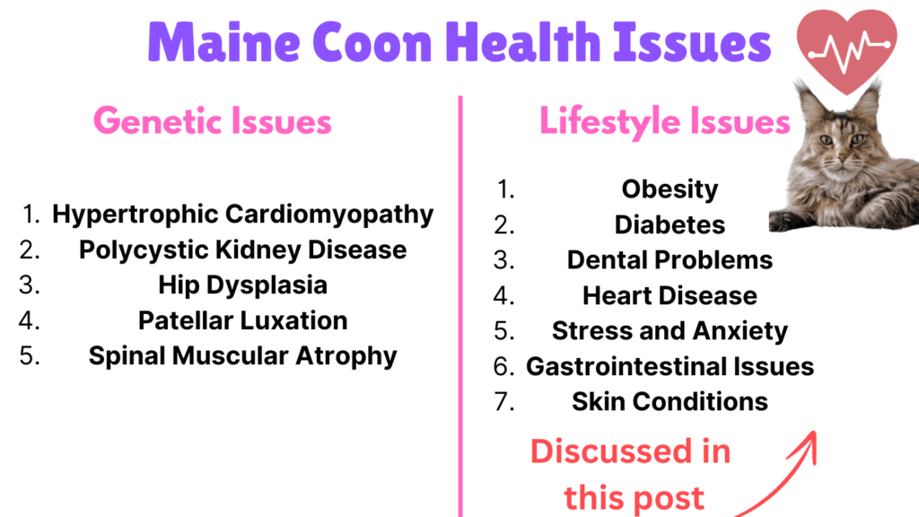 Visual showing all different types of Maine coon's Health issues with focus on lifestyle issues