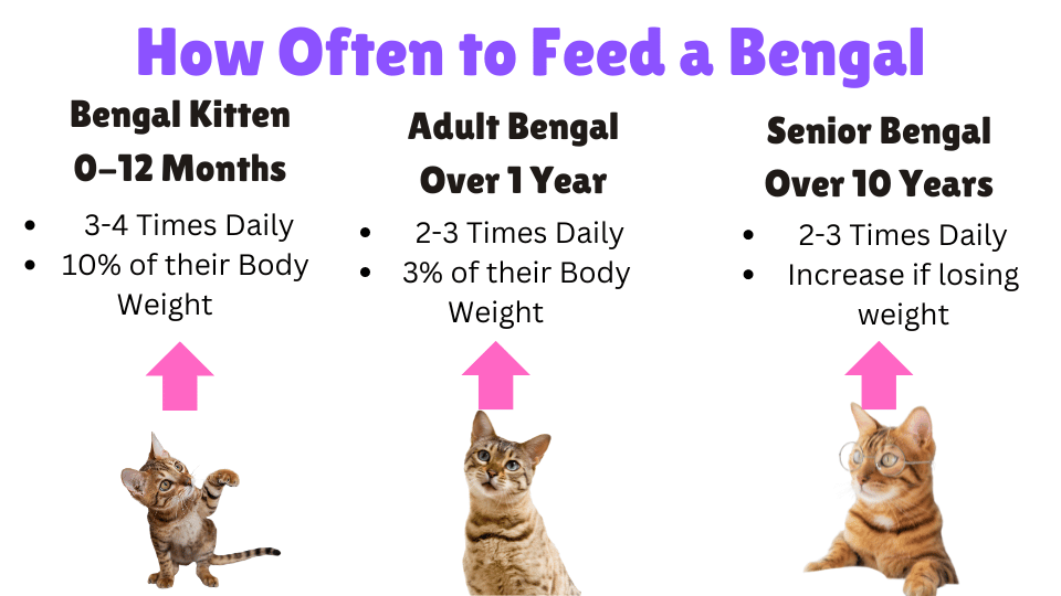 Visual showing how often to feed a Bengal cat