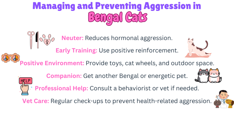 Visual showing how to manage and prevent aggression in Bengal Cats