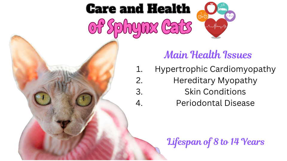 Visual showing main health issues of Spynx Cats and lifespan