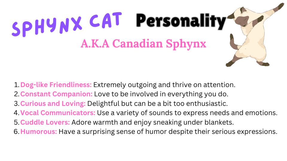 Visual-showing-the-Personality-Traits-of-the-Sphynx-Cat-breed