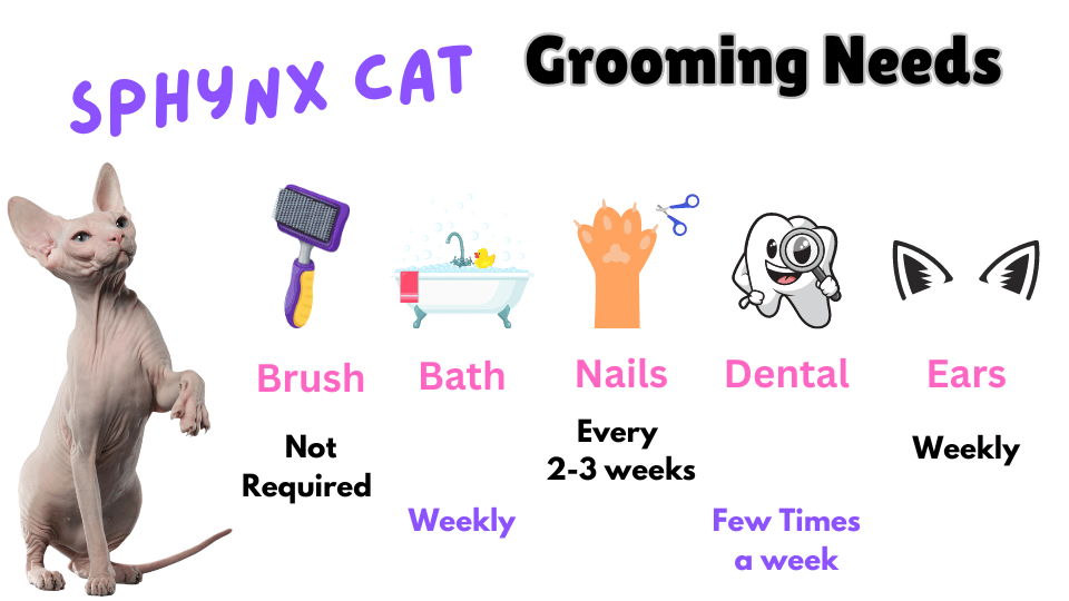 Visual showing the grooming needs of the Sphynx Cat breed