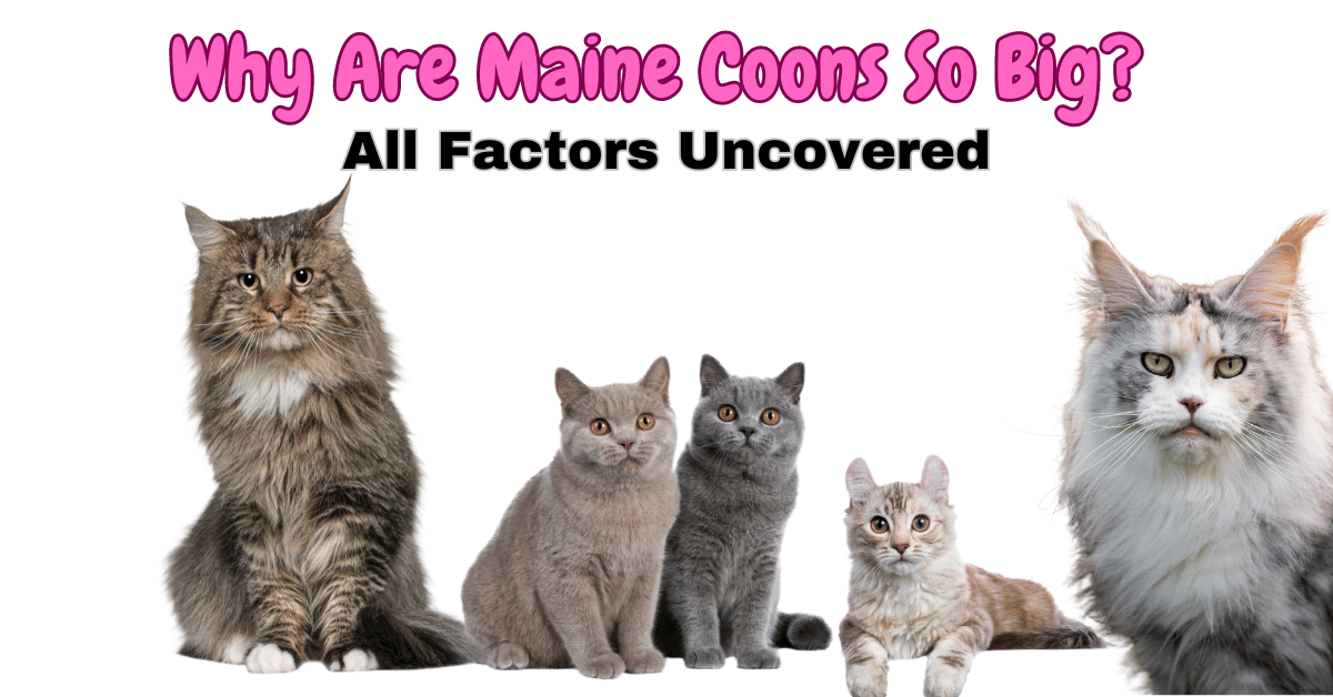 Why Are Maine Coons So big Featured Image