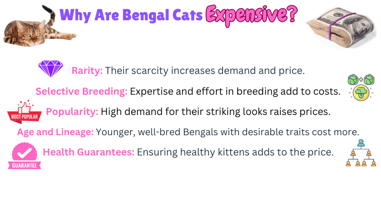 Visual Showing Why Bengal Cats are Expensive