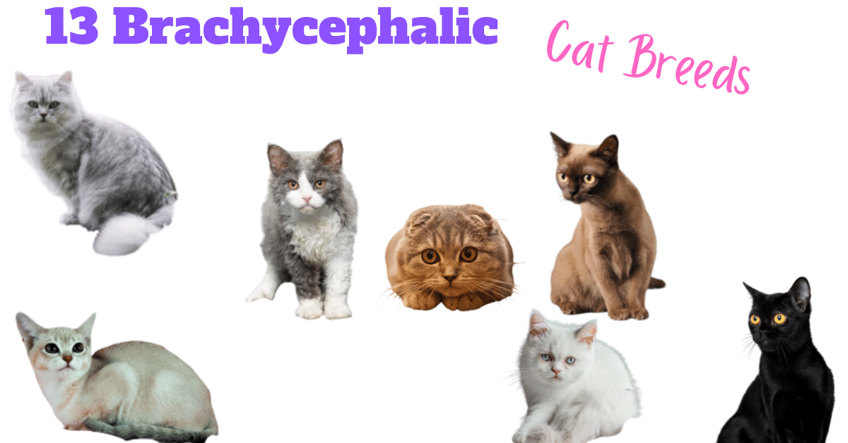 brachycephalic cat breeds featured image