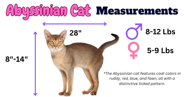 Abyssinian Cat: Key Measurements & Coat Colors