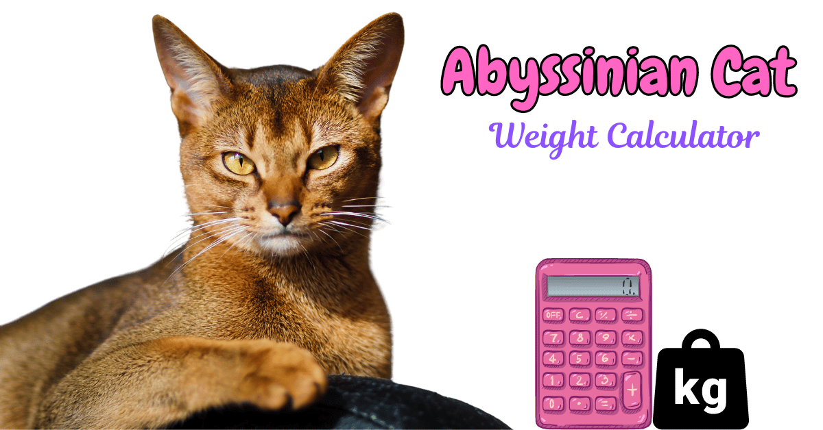 Abyssinian Cat Weight Calculator Featured Image