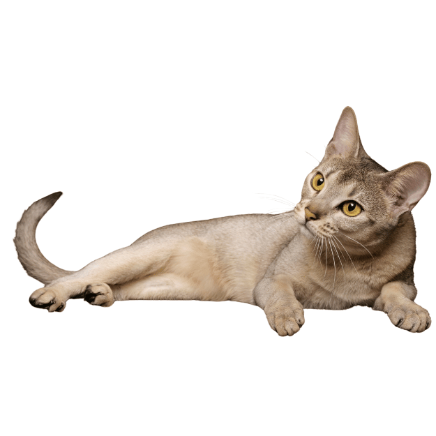 Abyssinian cat with Silver coat Image 