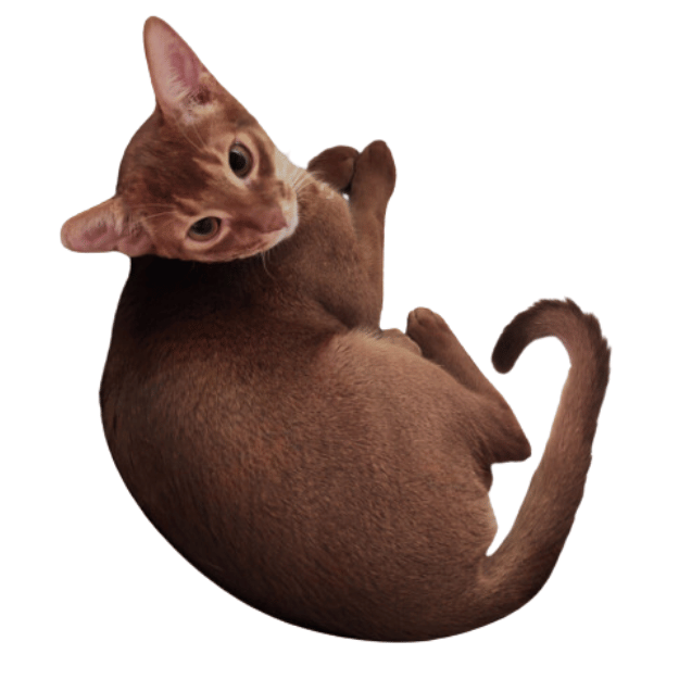 Abyssinian cat with chocolate coat Image 