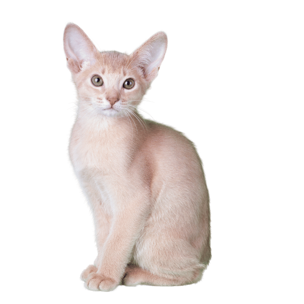 Abyssinian cat with Ruddy coat Image