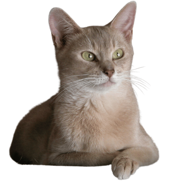 Abyssinian cat with lilac coat Image