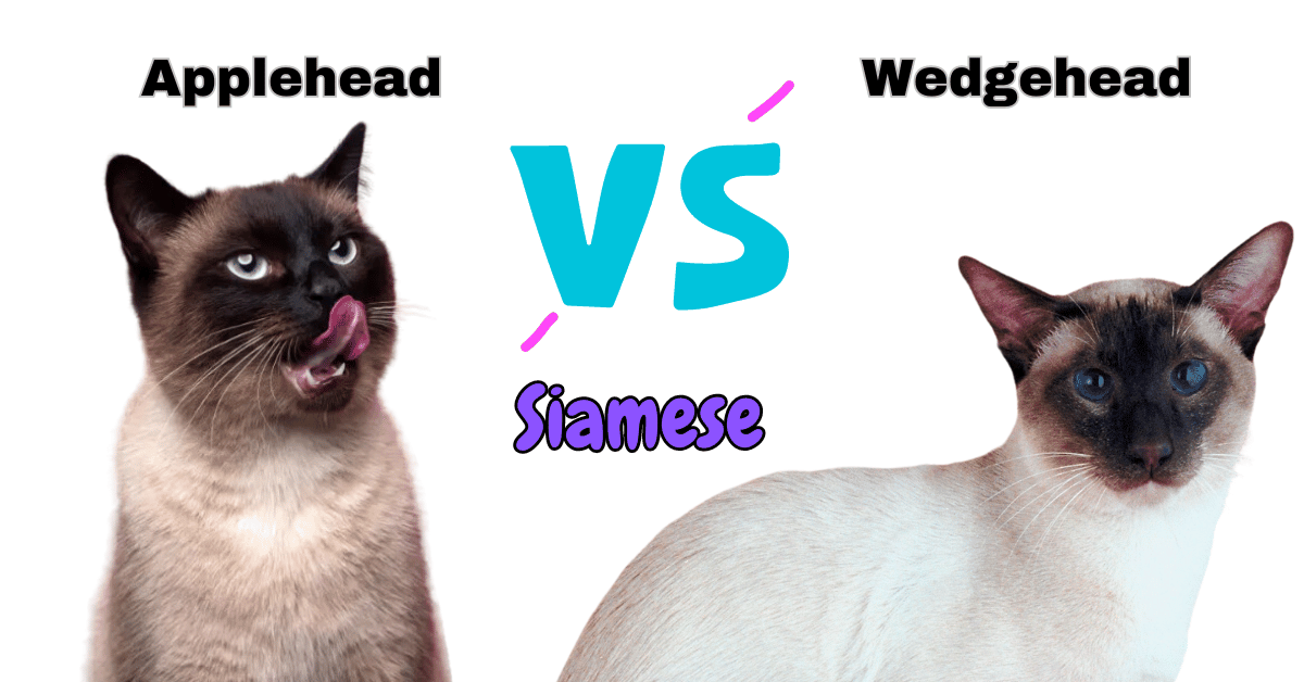 Meet All Types of Siamese Cats: From Traditional to Modern Varieties