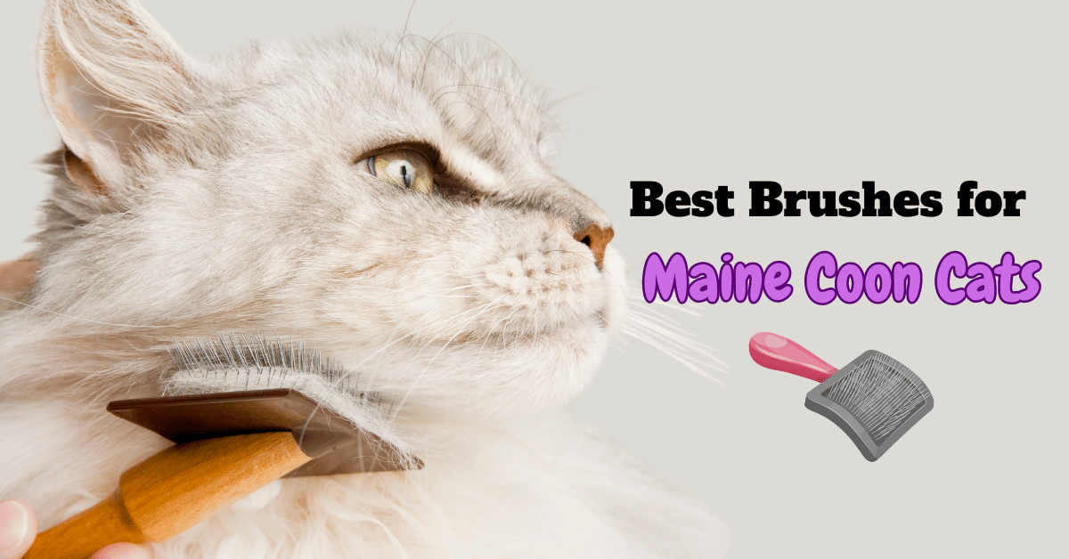 Best Brushes for Maine Coon Cats Featured Image