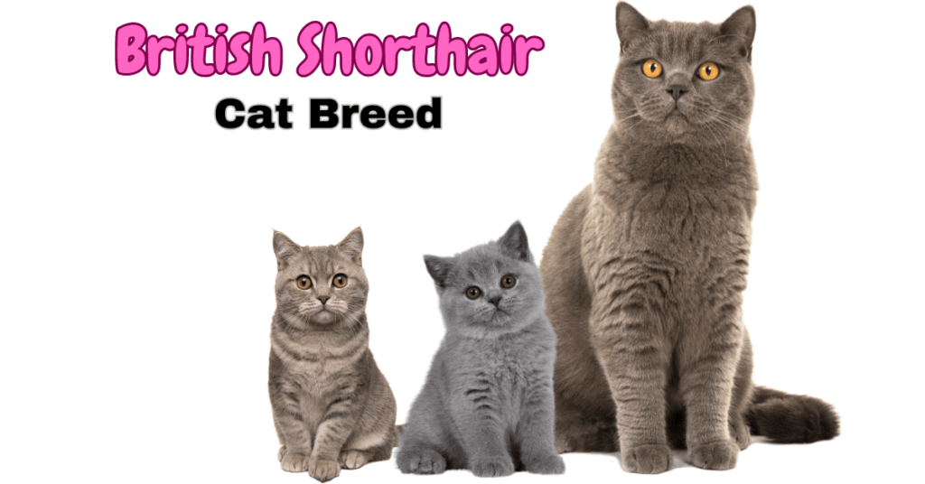 British Shorthair Cat breed Featured Image