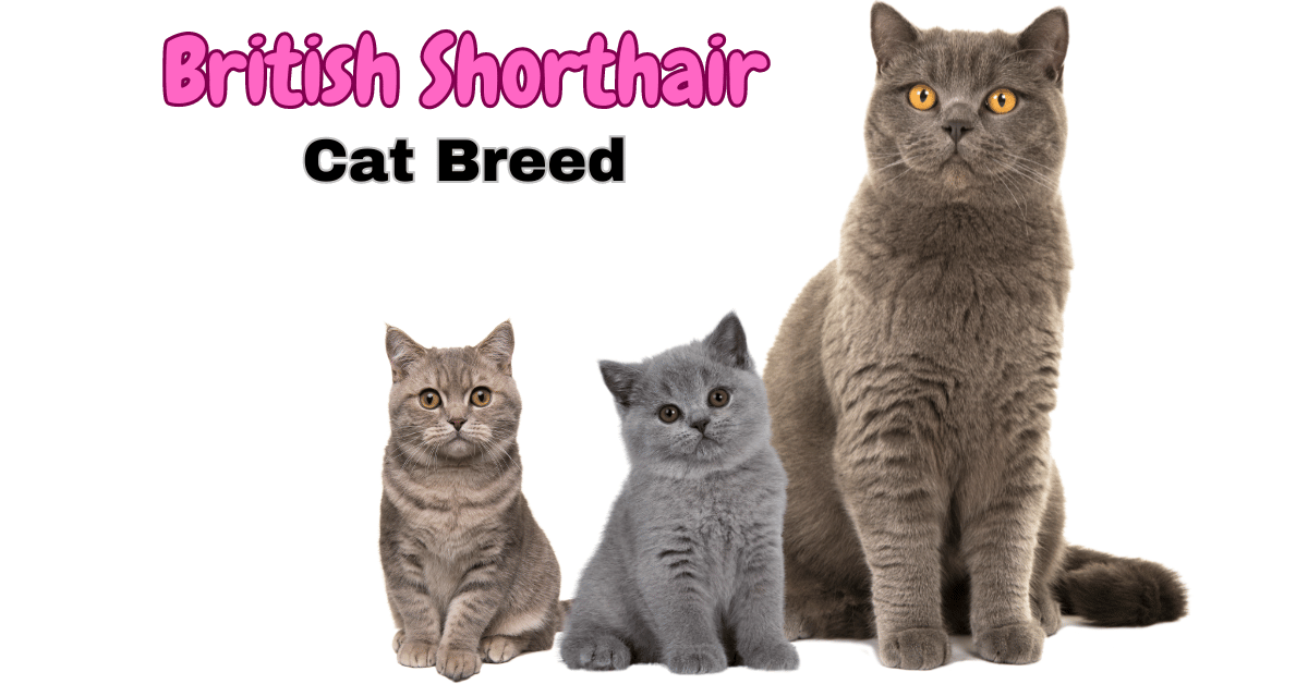 British Shorthair Cat Breed: A Plush Companion for Every Home