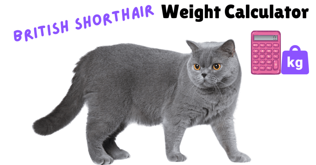 British Shorthair Weight Calculator Featured Image