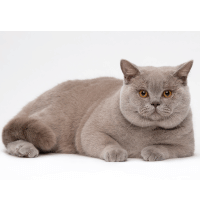 British Shorthair Senior