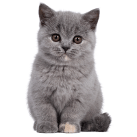 British Shorthair Kitten