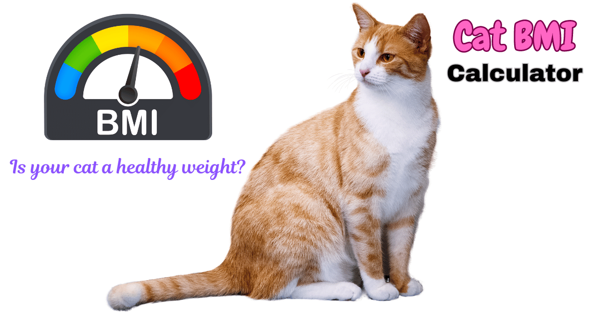 Cat BMI Calculator Featured Post Image