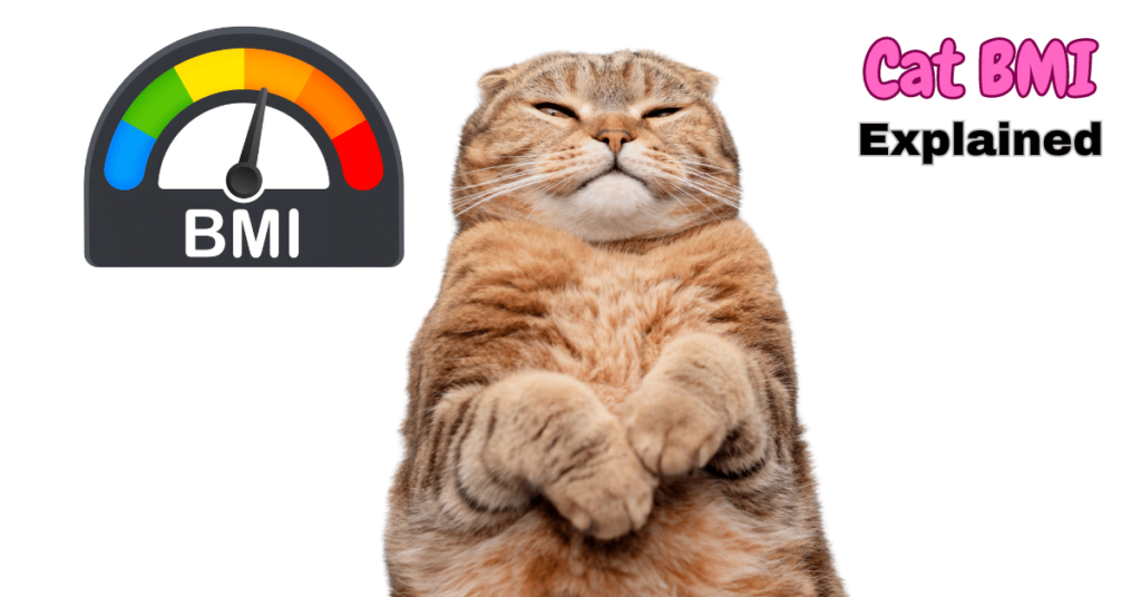 Cat BMI explained featured image