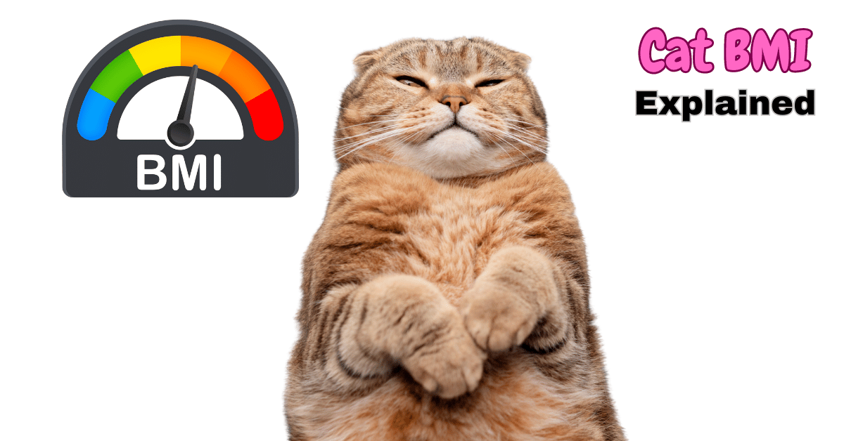 Cat BMI Explained (fBMI): A Simple Tool for Monitoring Your Cat’s Weight